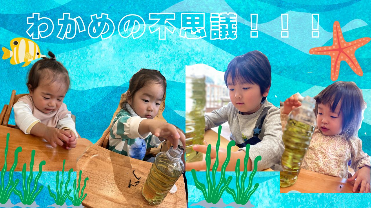 わかめの不思議！！！