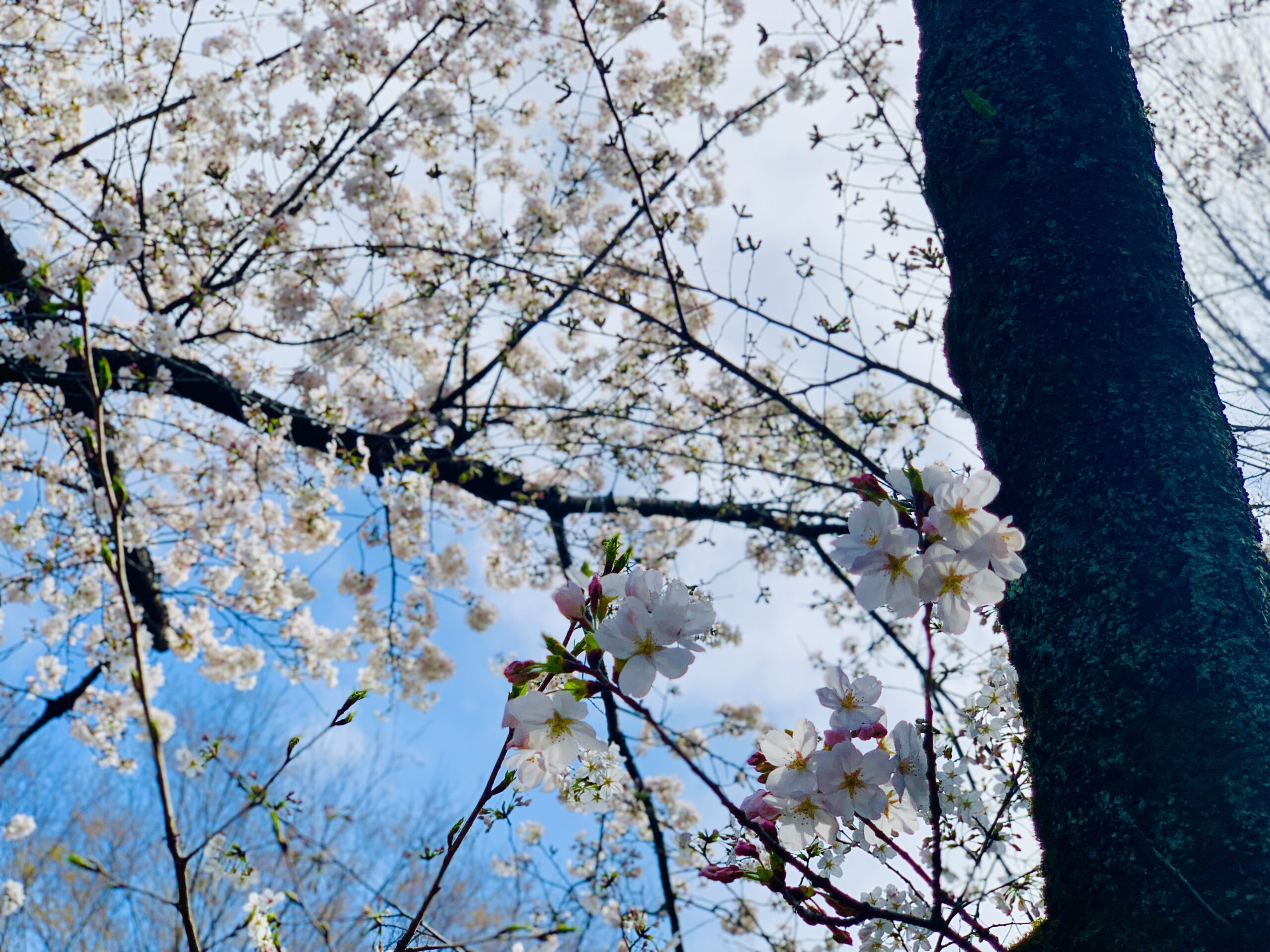 さくらがさいたよ ぽかぽか保育園