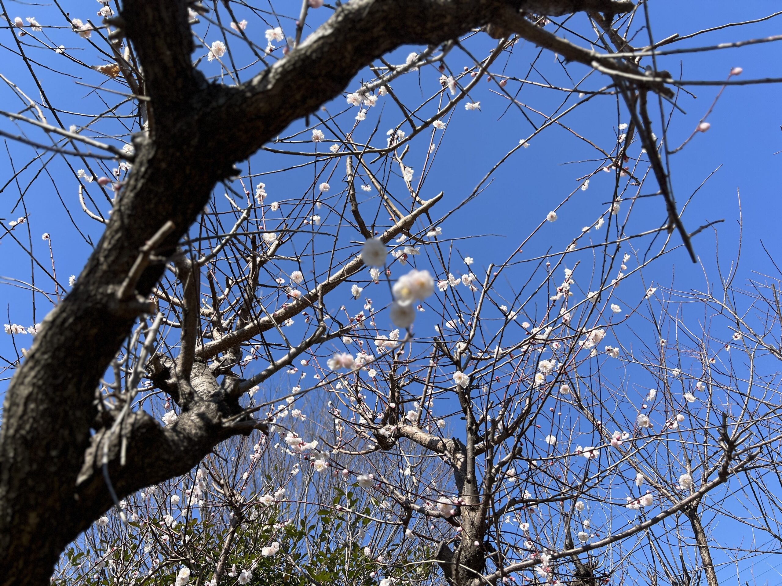楽しい公園遊び☆ぽかぽか保育園の一日