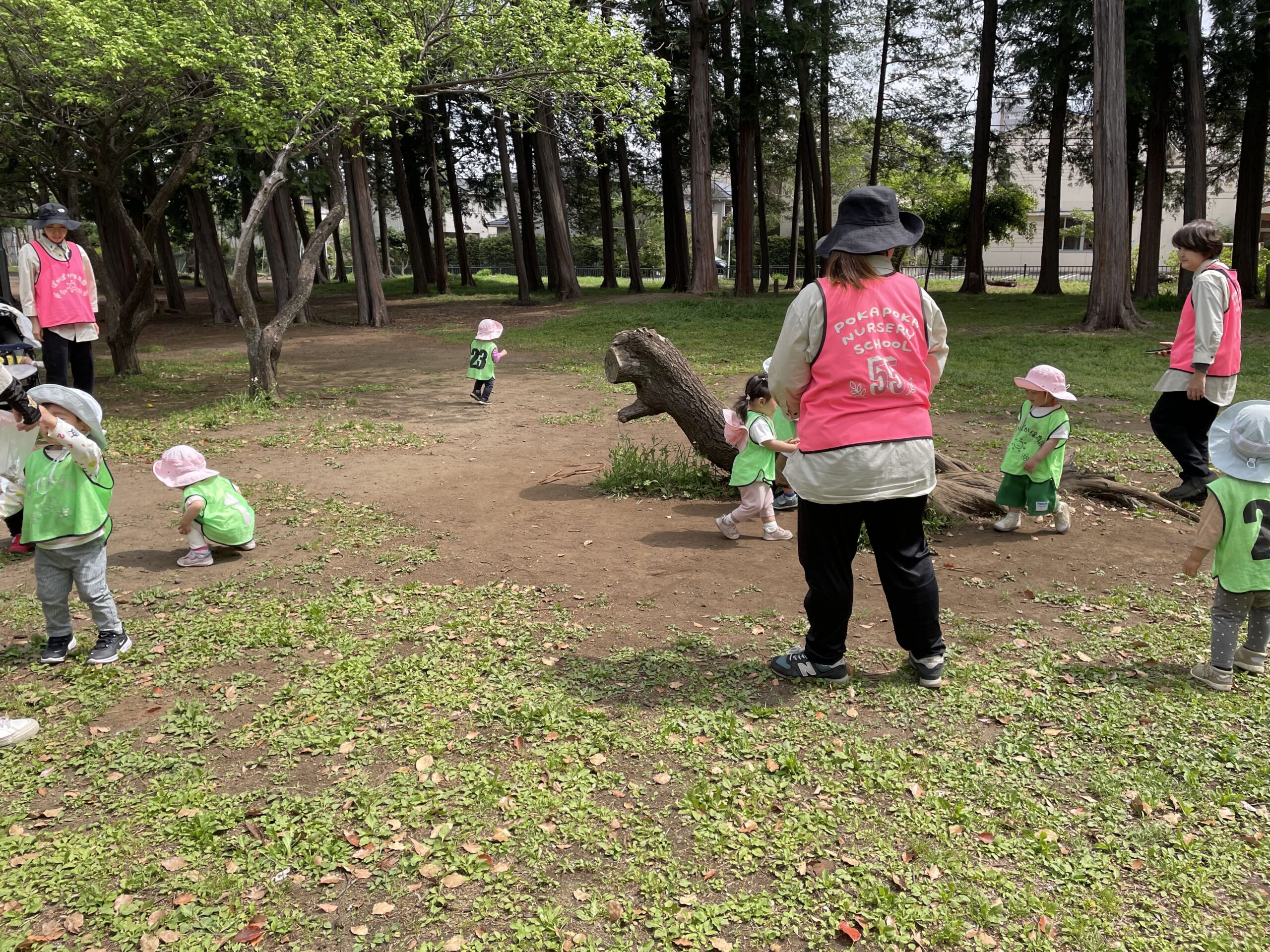 たんぽぽとキャベツと、びっくりの「しんけん顔」!?春の感性と食育の日 ぽかぽか保育園多摩平園