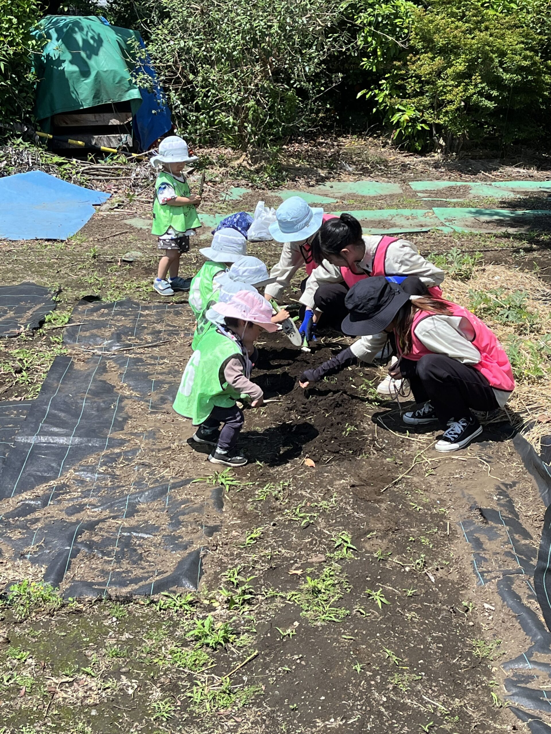 晴れの日の畑と公園での元気な一日! ぽかぽか保育園多摩平園