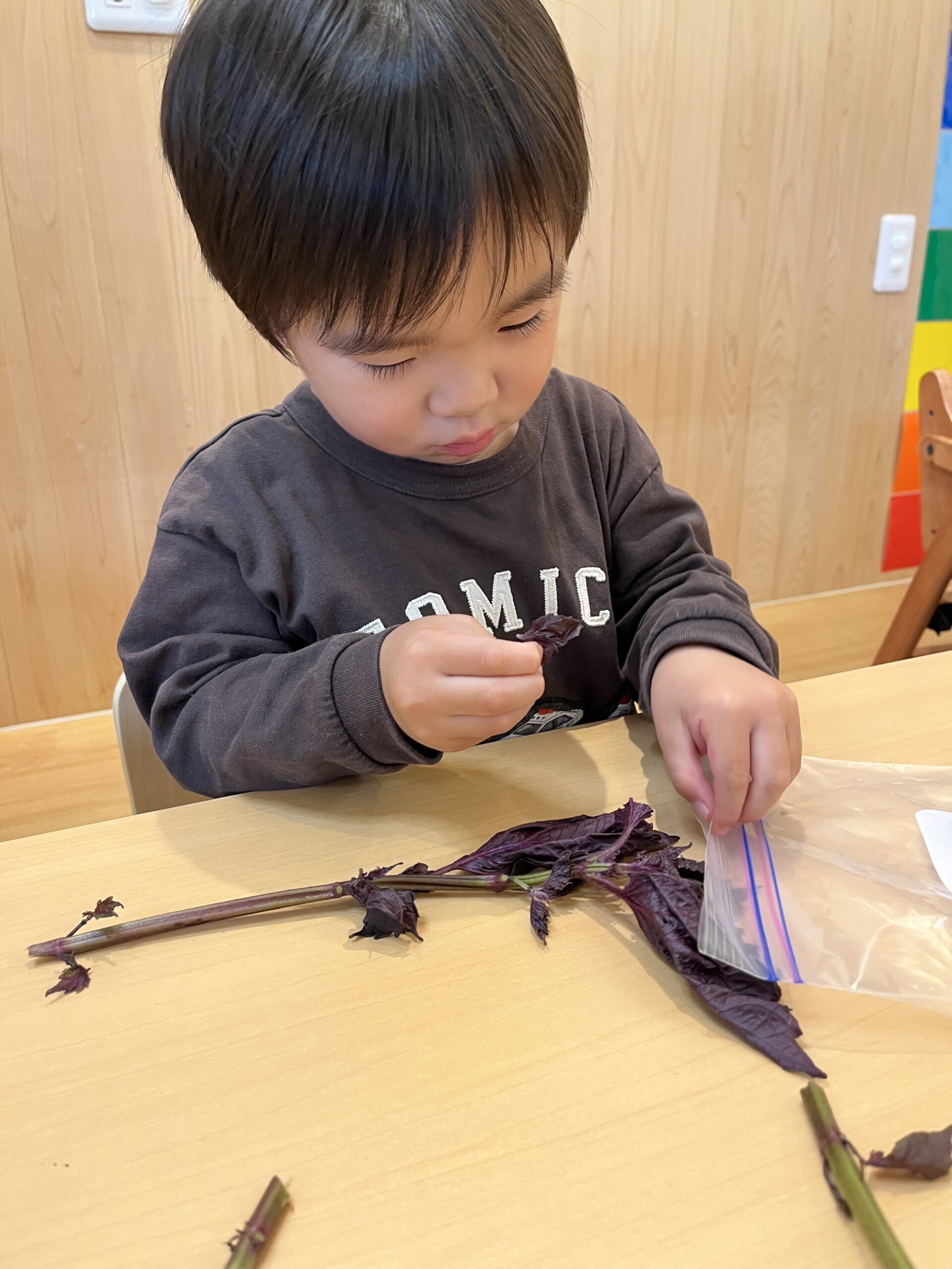 色が変わる!?驚きと発見に夢中な子どもたち！　ぽかぽか保育園多摩平園