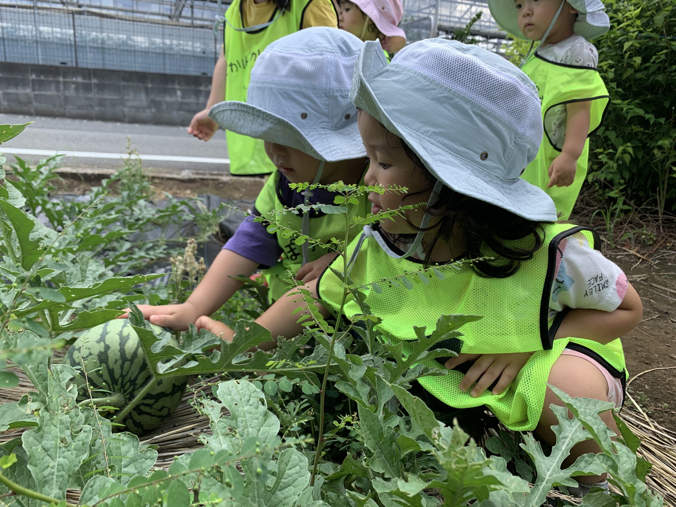 夏の日差しの中で元気いっぱい！畑観察と水遊びでにっこり笑顔♪　ぽかぽか保育園
