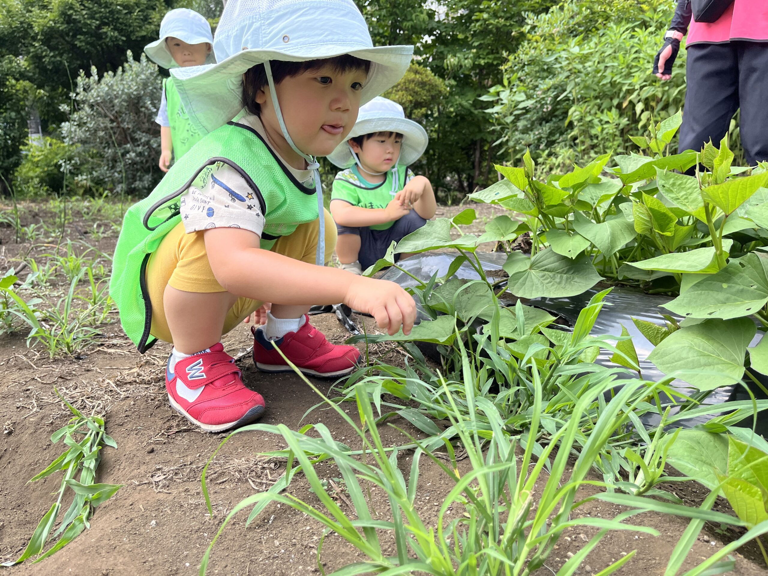 ～晴れの日のおでかけ体験！畑と児童館で心も身体もぐんぐん成長～　ぽかぽか保育園多摩平園