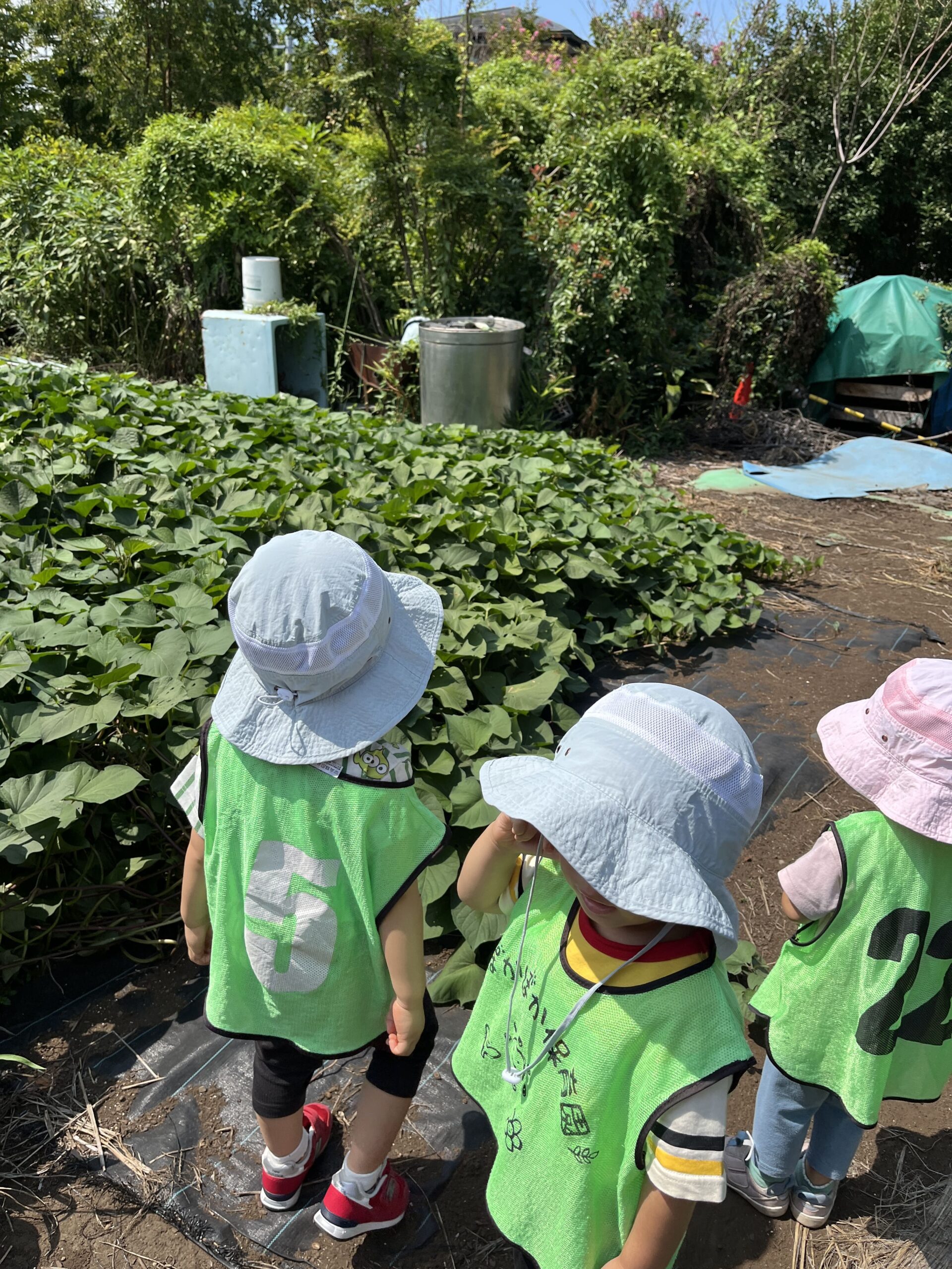 のびのび体験♪サツマイモ苗観察＆かき氷パーティー｜小規模日野市保育園 365日開所のぽかぽか保育園多摩平園