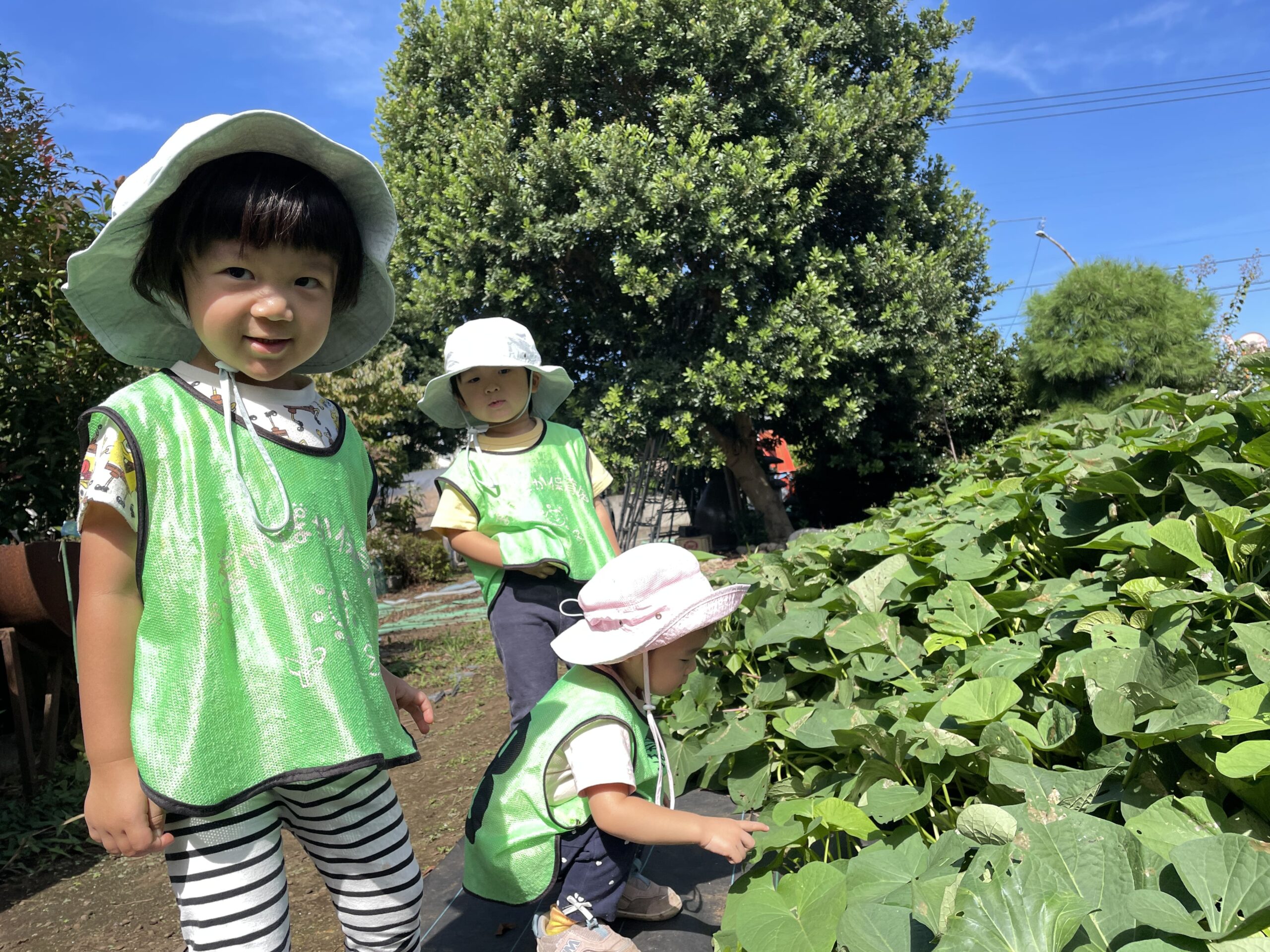 快晴の秋みつけ！畑のサツマイモ観察と公園あそびの日｜八王子市保育園 ぽかぽか保育園多摩平園
