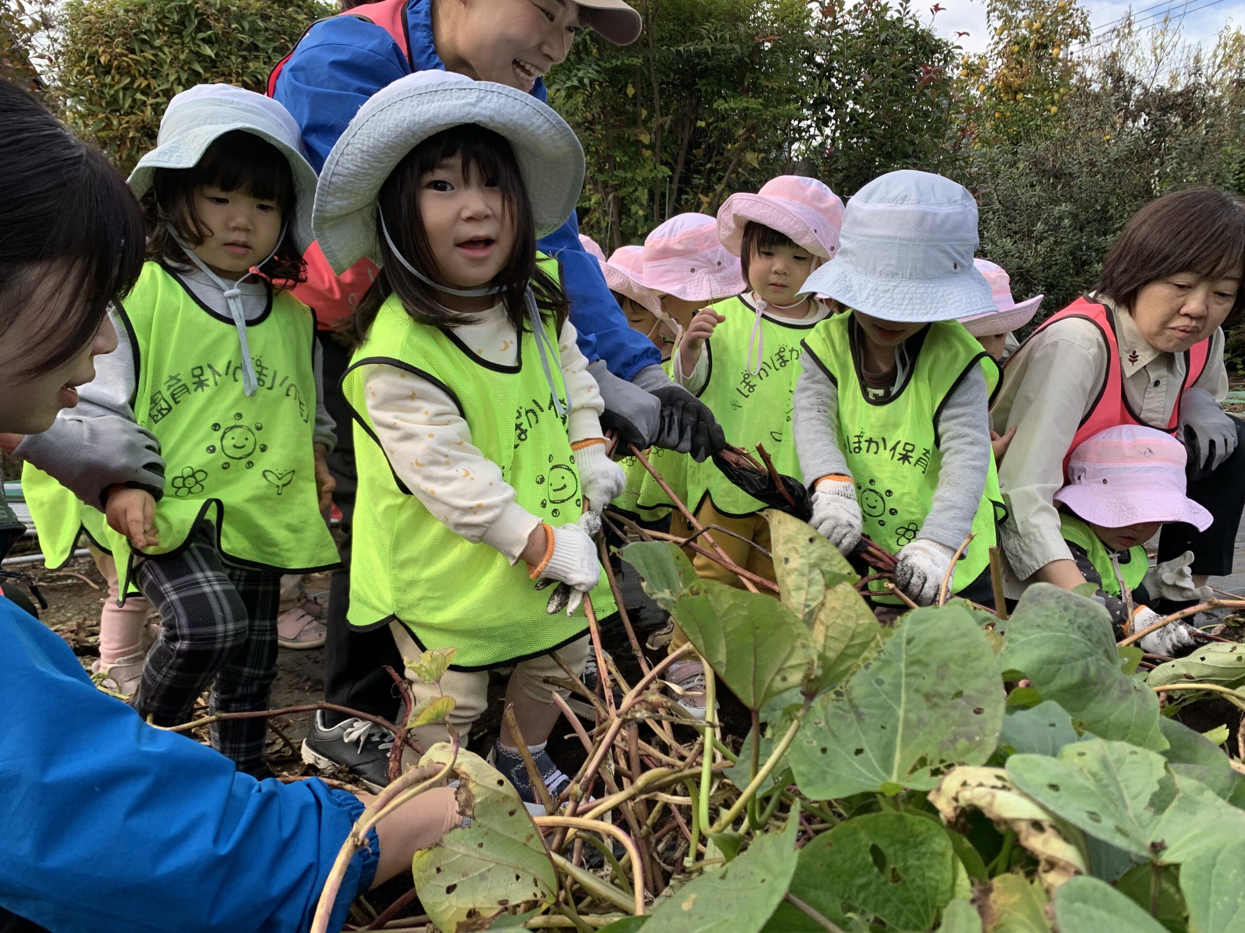 晴れ!芋掘り&公園で元気いっぱい! ぽかぽか保育園