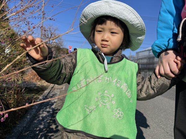 ほうれん草の芽とぐにゃぐにゃ線路 ぽかぽか保育園多摩平園