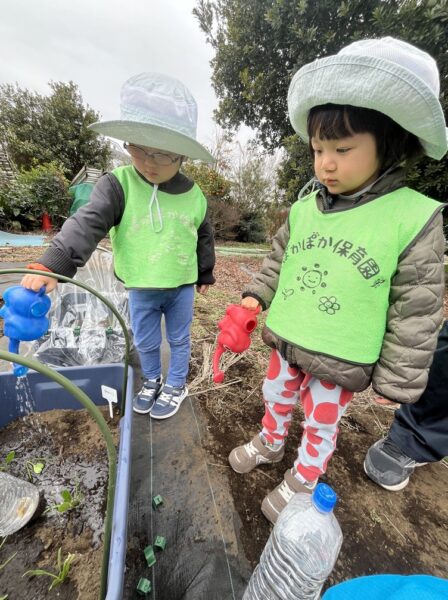 ほうれん草の発見と冬空さんぽ、心がぽかぽか育った日 ぽかぽか保育園多摩平園