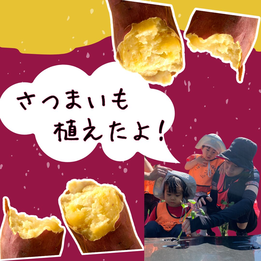 さつまいもを植えたよ♡自然に触れて学ぶ畑活動☆