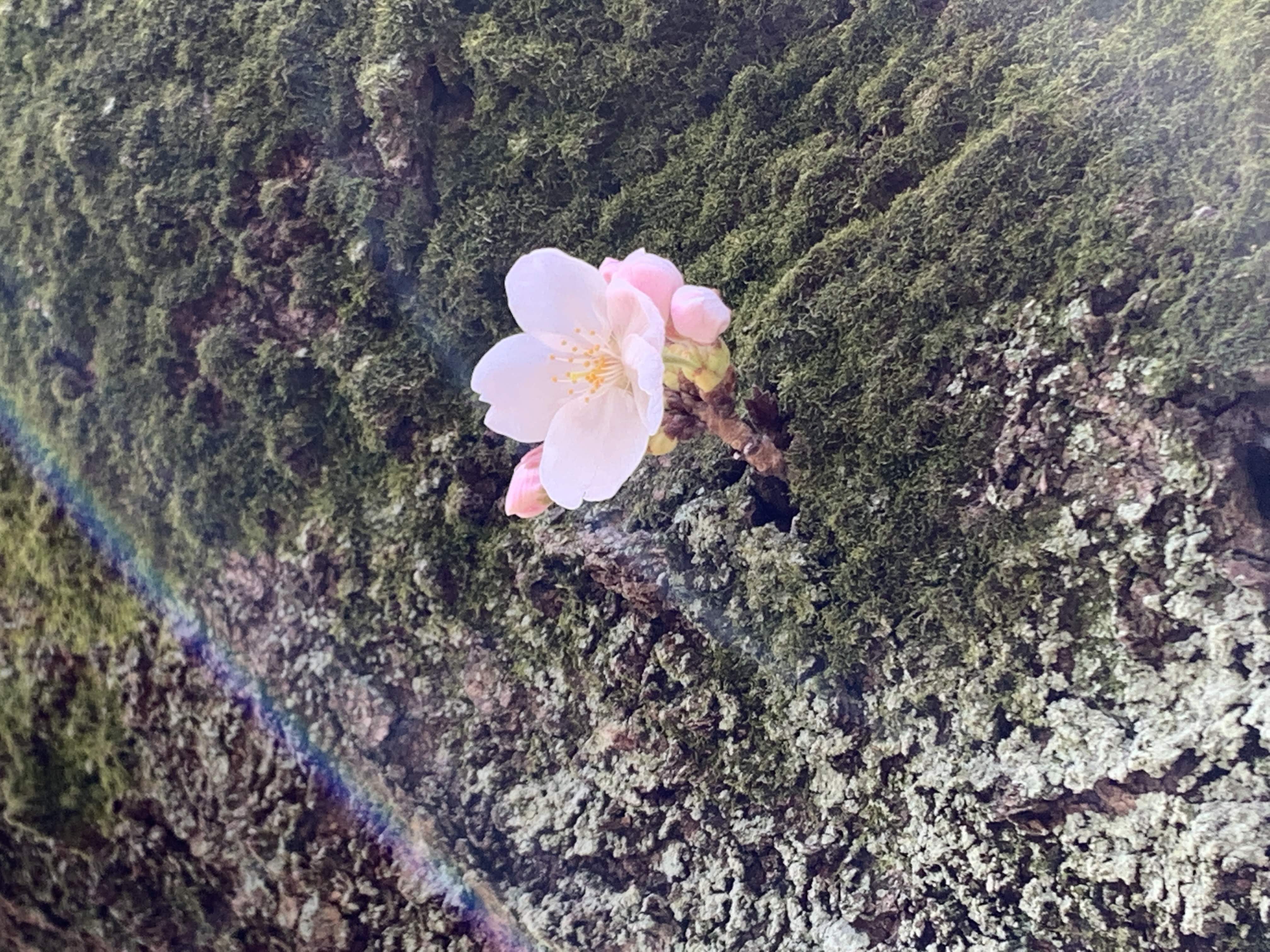 旭が丘中央公園に桜が咲き始めたよ！